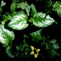 Variegated Deadnettle
